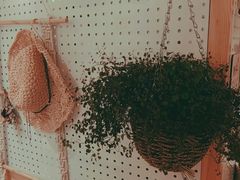 -白日梦奶茶