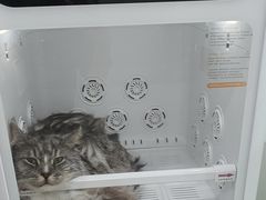 -爱洗澡的猫(天河路店)