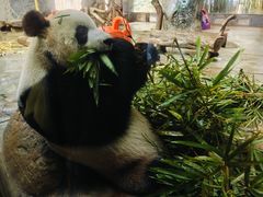 -海南热带野生动植物园