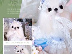 -萌宠之家·腊肠犬·马尔泰·小体犬舍