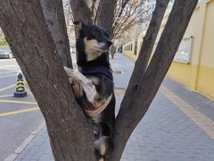 -北京观赏动物医院·24小时大型综合·猫专科·异宠专科