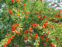 -济南国际园博园