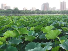 -莲花池公园