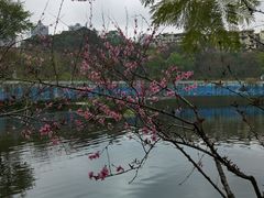 -重庆彩云湖湿地公园