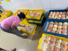 -老袁家蜜桃农场·阳山水蜜桃