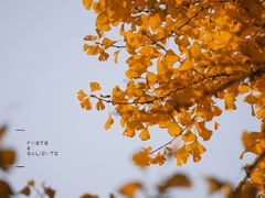 -腾爱熊猫咖啡生活馆(老东门店)