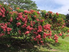 -中国科学院西双版纳热带植物园