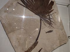 -正佳自然科学博物馆