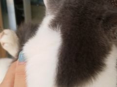 -A猫a狗全科·犬猫异宠·芥西宠物医院(南开总院)