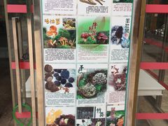 -山大王菌莊