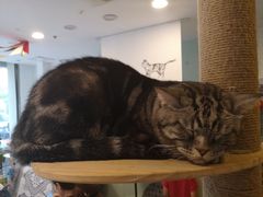 -平行世界·猫咖(首经贸店)