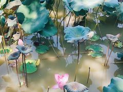 -资政大夫祠