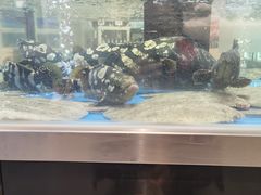 -盒马鲜生(龙德广场店)