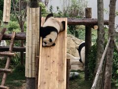 -成都大熊猫繁育研究基地