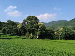 -随意茶庄·地道杭帮农家菜(梅家坞店)