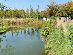 -溱湖国家湿地公园