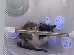 -爱洗澡的猫(天河路店)
