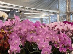 -南宁花花大世界景区