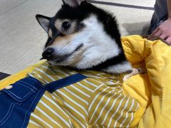 -逗柴咖啡屋·狗咖猫咖宠物桌游