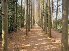 -上海长兴岛郊野公园