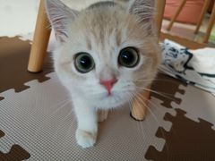 -东方名猫馆·英短金渐层布偶猫舍(环线广场1号楼店)