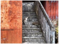 -寂照庵
