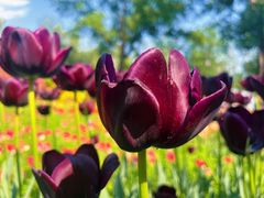 -国家植物园南园