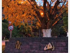 -铁山坪森林公园