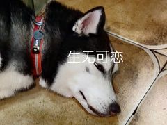 -好吃狗凉糕总店
