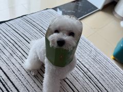 -心仪动物医院·牙专科·肿瘤·心脏科(西客站院)