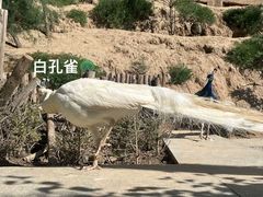 -青藏高原野生动物园