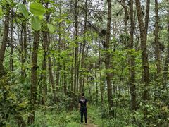 -铁山坪森林公园