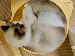 -猫和宫(六道口店)