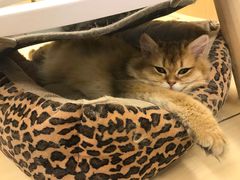 -momokira米努特·德文卷毛猫·棉花面纱犬