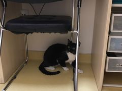 -芭比堂动物医院·犬猫全科·异宠专科(雁塔分院)