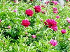 -洛阳郁金香牡丹园