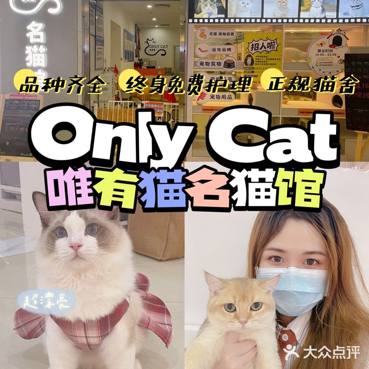 广州这里买猫最靠谱!ONLY CAT唯有猫名猫馆