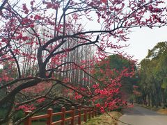 -上海海湾国家森林公园