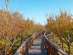 -羊亭河湿地公园