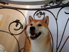 -喜柴咖啡·柴犬狗咖