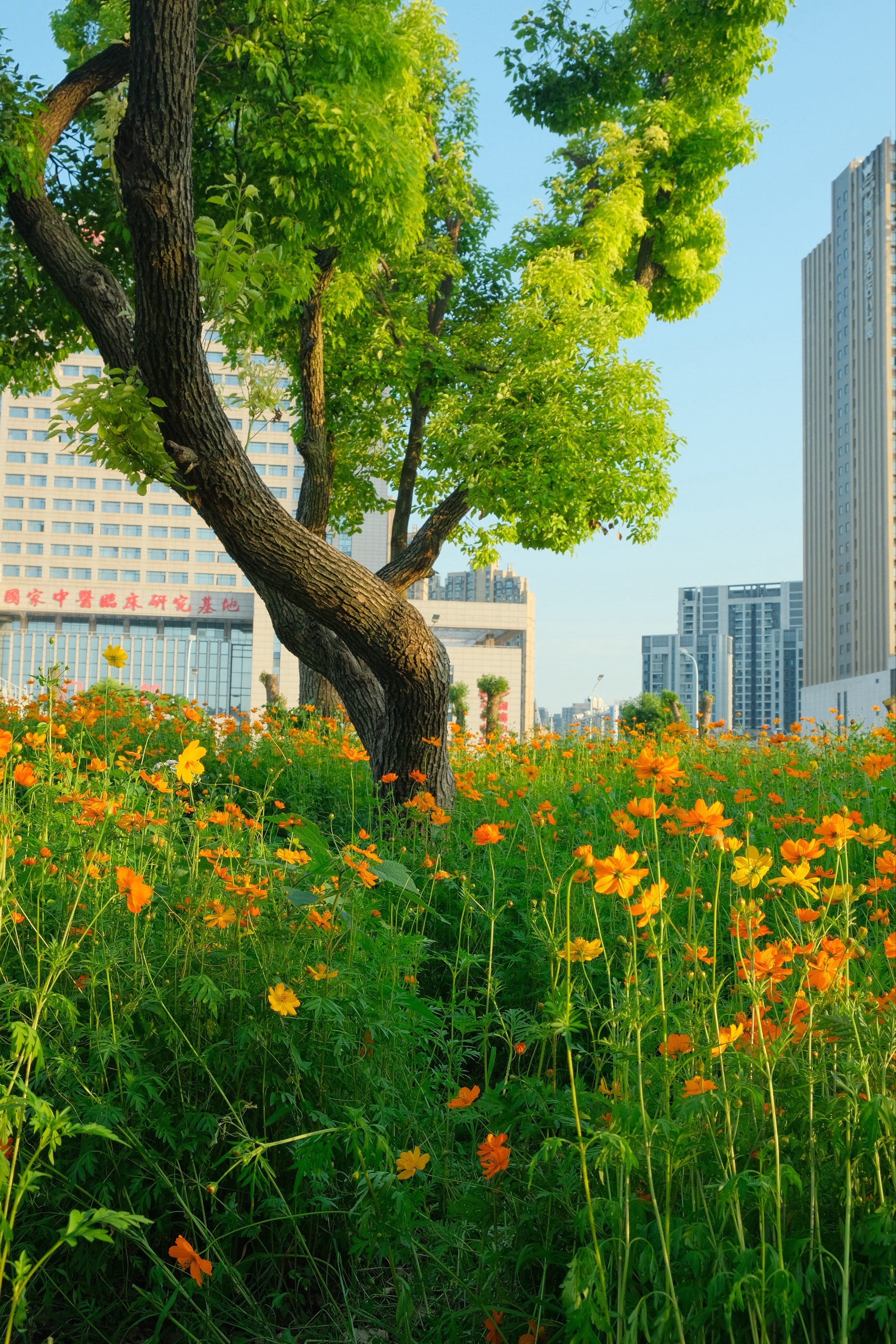 武汉风景图片 花草图片