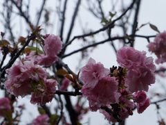 -天适樱花悠乐园