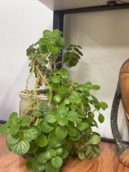 -冰岛刺青·手工穿孔·耳洞吧·专业喜纹身