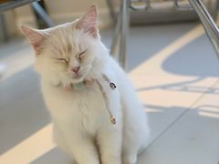 -怪兽屋·羊驼·猫咖·狗咖(俊华广场店)