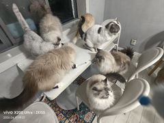 -喵的天空名猫咖啡馆·撸猫·猫舍·用品