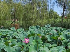 -永定河休闲森林公园