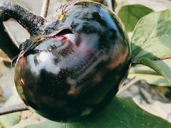 -庞各庄翠芳园西瓜蔬菜基地采摘园