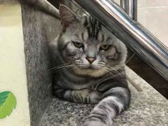 -安安宠医宠物医院·异宠·犬猫内科(岳阳分院)