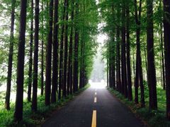 -黄海国家森林公园