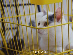 -Heymao猫咖.咖啡厅(东门店)